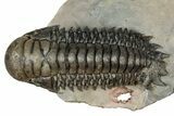 Flying Crotalocephalina Trilobite - Exposed Hyposteme #357351-5